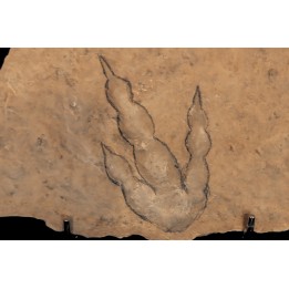 empreinte de dinosaure Grallator variabilis