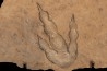 empreinte de dinosaure Grallator variabilis