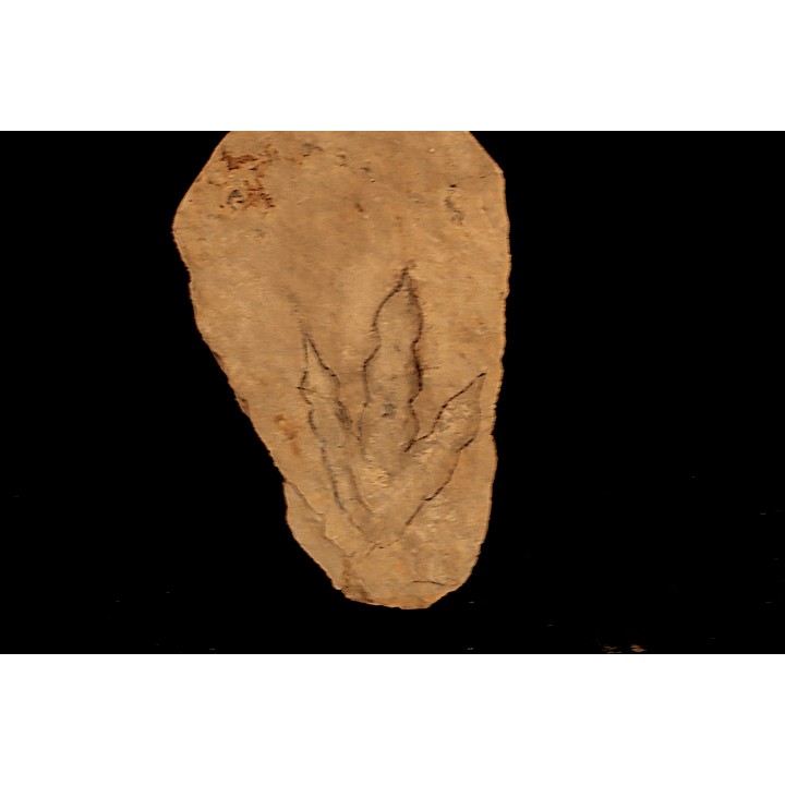empreinte de dinosaure Grallator variabilis