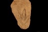 dinosaur foot print : Grallator variabilis
