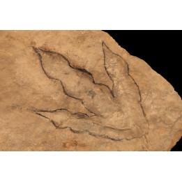 empreinte de dinosaure Grallator variabilis