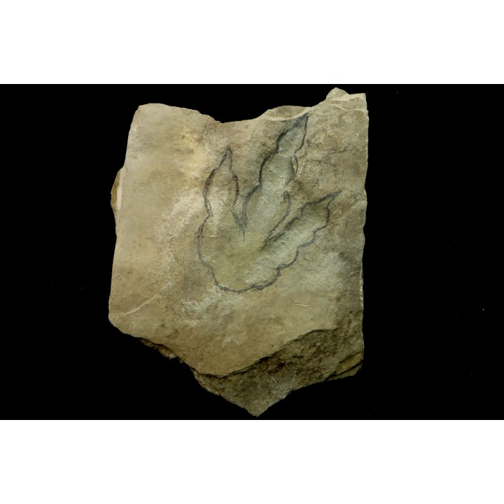empreinte de dinosaure Grallator variabilis