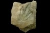 dinosaur foot print : Grallator variabilis