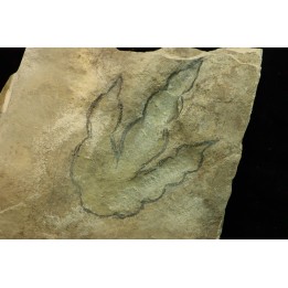 empreinte de dinosaure Grallator variabilis