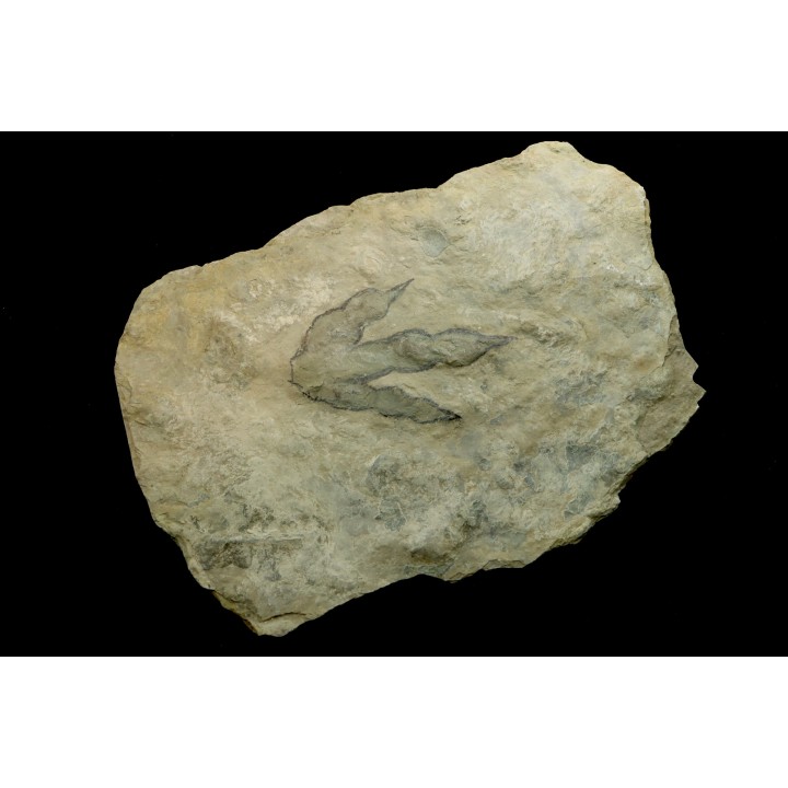 dinosaur foot print : Grallator variabilis