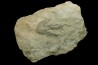 dinosaur foot print : Grallator variabilis