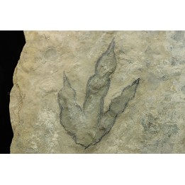 dinosaur foot print : Grallator variabilis