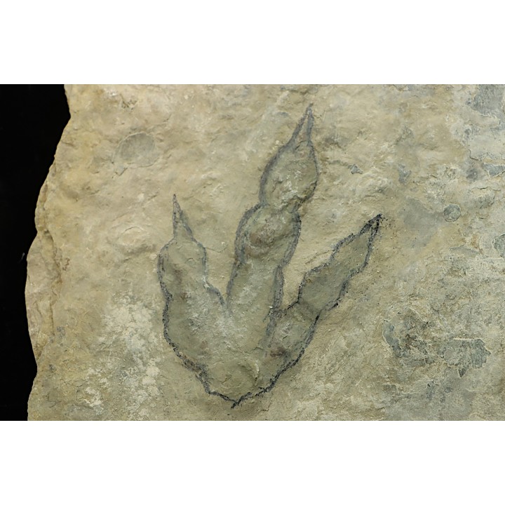 dinosaur foot print : Grallator variabilis