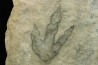 dinosaur foot print : Grallator variabilis