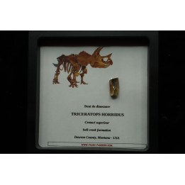 coffret dent de TRICERATOPS HORRIDUS