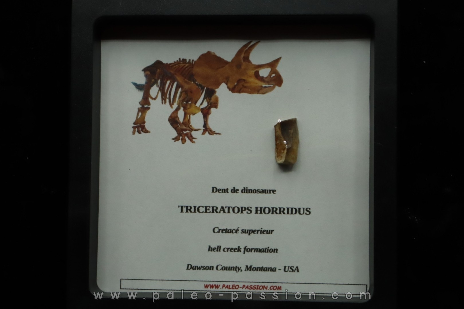 coffret dent de TRICERATOPS HORRIDUS
