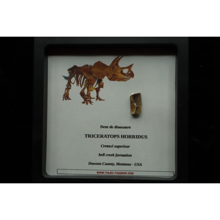 dinosaure tooth: TRICERATOPS HORRIDUS