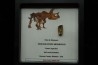 coffret dent de TRICERATOPS HORRIDUS