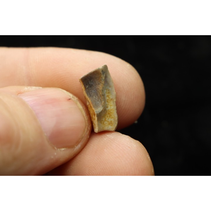 dinosaure tooth: TRICERATOPS HORRIDUS