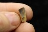 dinosaure tooth: TRICERATOPS HORRIDUS