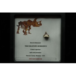 coffret dent de TRICERATOPS HORRIDUS