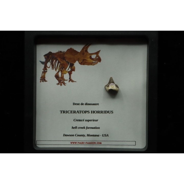 coffret dent de TRICERATOPS HORRIDUS