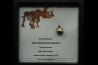 dinosaure tooth: TRICERATOPS HORRIDUS