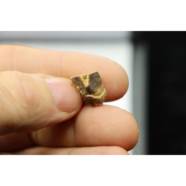 dinosaure tooth: TRICERATOPS HORRIDUS