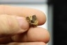 dinosaure tooth: TRICERATOPS HORRIDUS