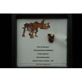 dinosaure tooth: TRICERATOPS HORRIDUS