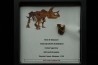 dinosaure tooth: TRICERATOPS HORRIDUS