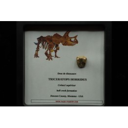dinosaure tooth: TRICERATOPS HORRIDUS