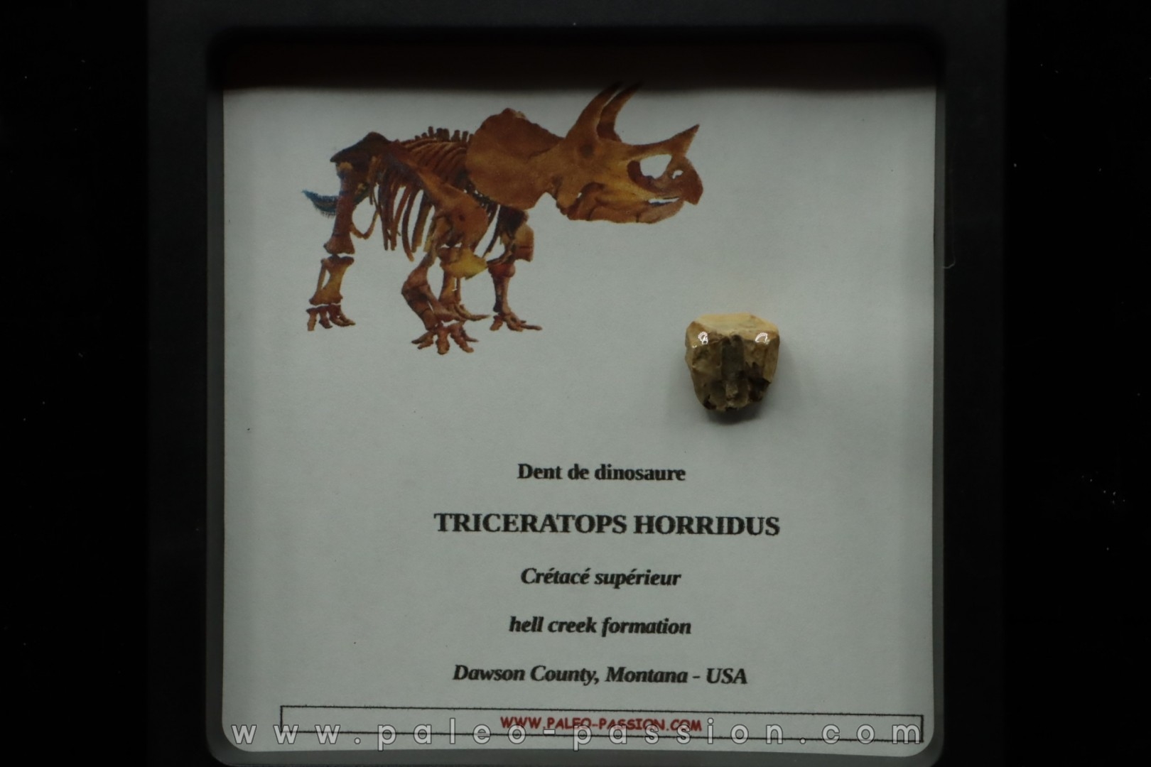 coffret dent de TRICERATOPS HORRIDUS