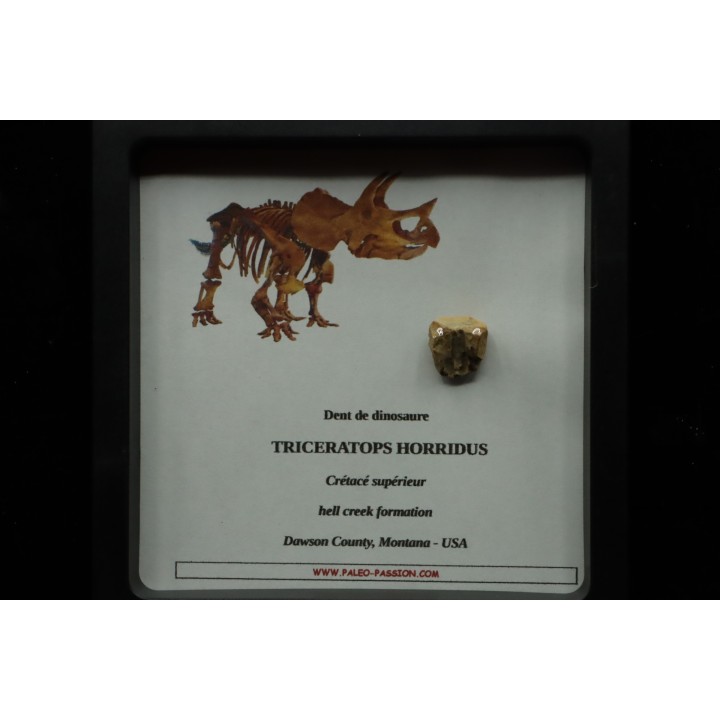 coffret dent de TRICERATOPS HORRIDUS