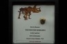 coffret dent de TRICERATOPS HORRIDUS
