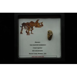 coffret dent de TRICERATOPS HORRIDUS