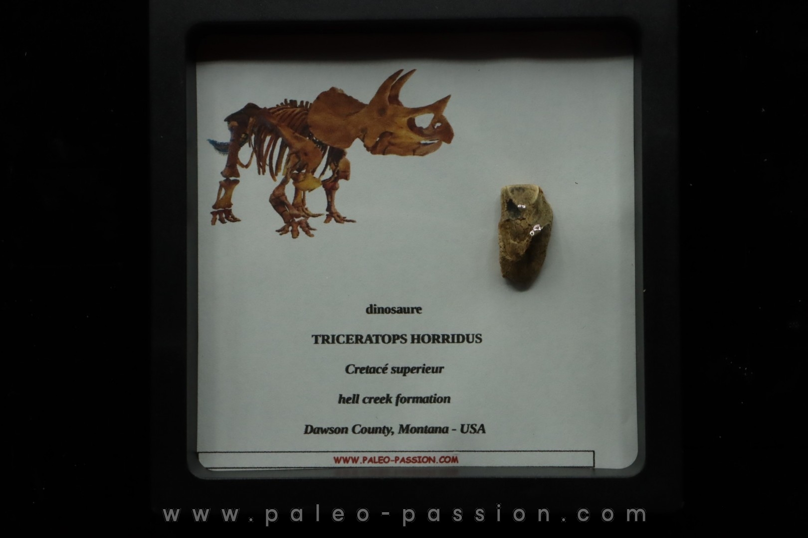 dinosaure tooth: TRICERATOPS HORRIDUS