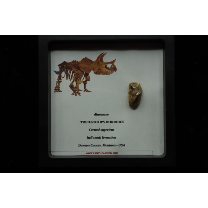 coffret dent de TRICERATOPS HORRIDUS