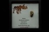 dinosaure tooth: TRICERATOPS HORRIDUS