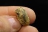 dinosaure tooth: TRICERATOPS HORRIDUS
