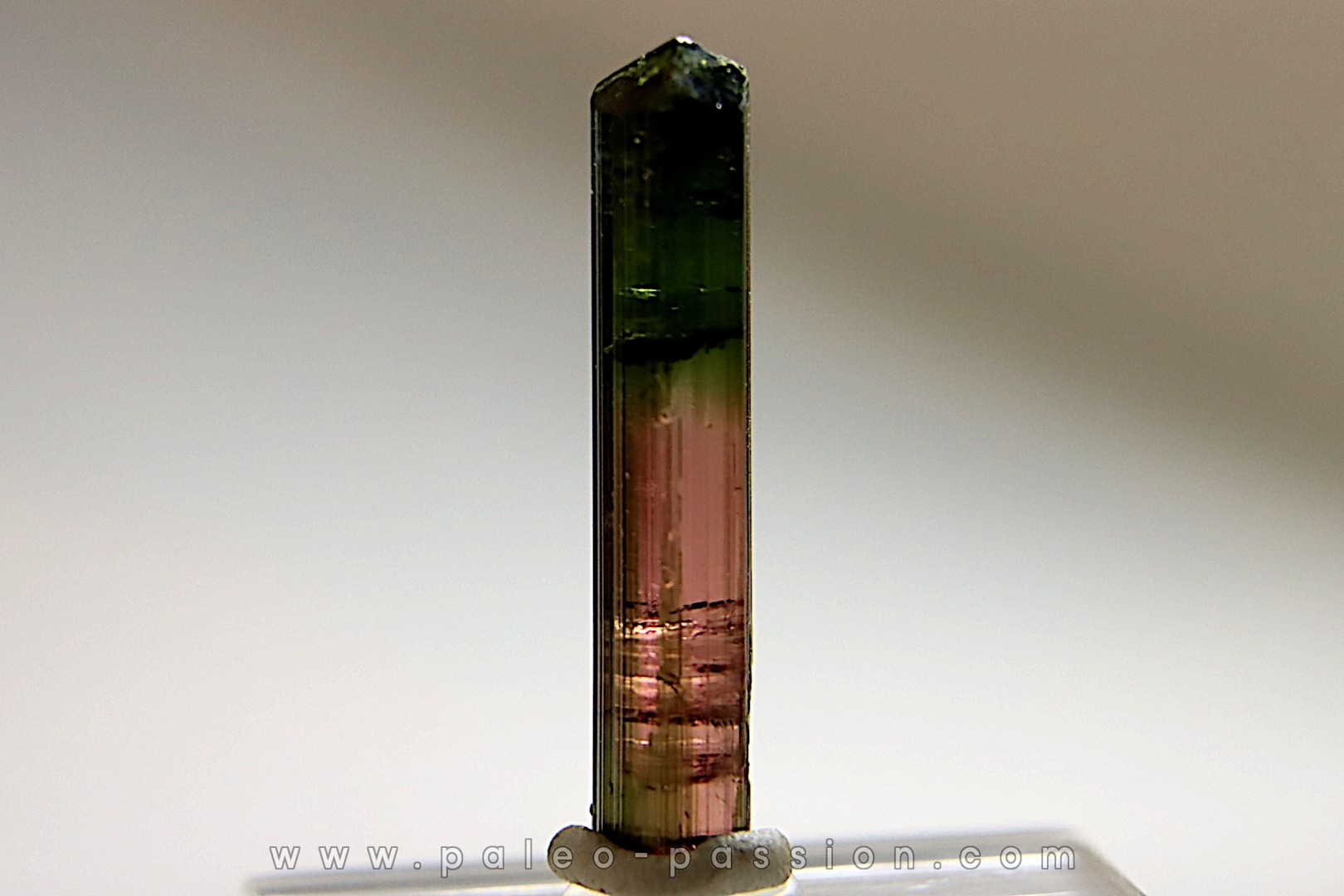 Tourmaline Elbaïte - green/pink - Cruzeiro mine, Minas Gerais, Brasil