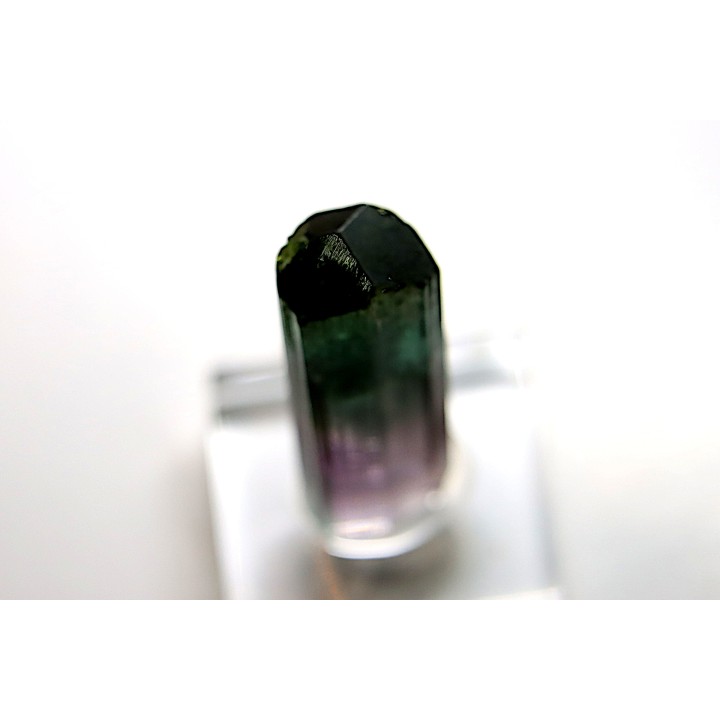 Tourmaline Elbaïte rose et verte - Lavra de Sapo, Ferruginha, Minas Gerais – Brésil