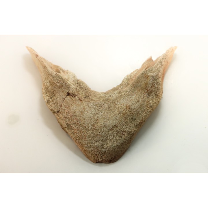 MANDIBULE of  SEA TURTTLE: Eclaste sp. - Paleocene -Maroc  Oued Zem - Morocco