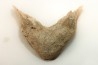 MANDIBULE DE TORTUE MARINE: Eclaste sp. - Paléocène - Oued Zem - Maroc