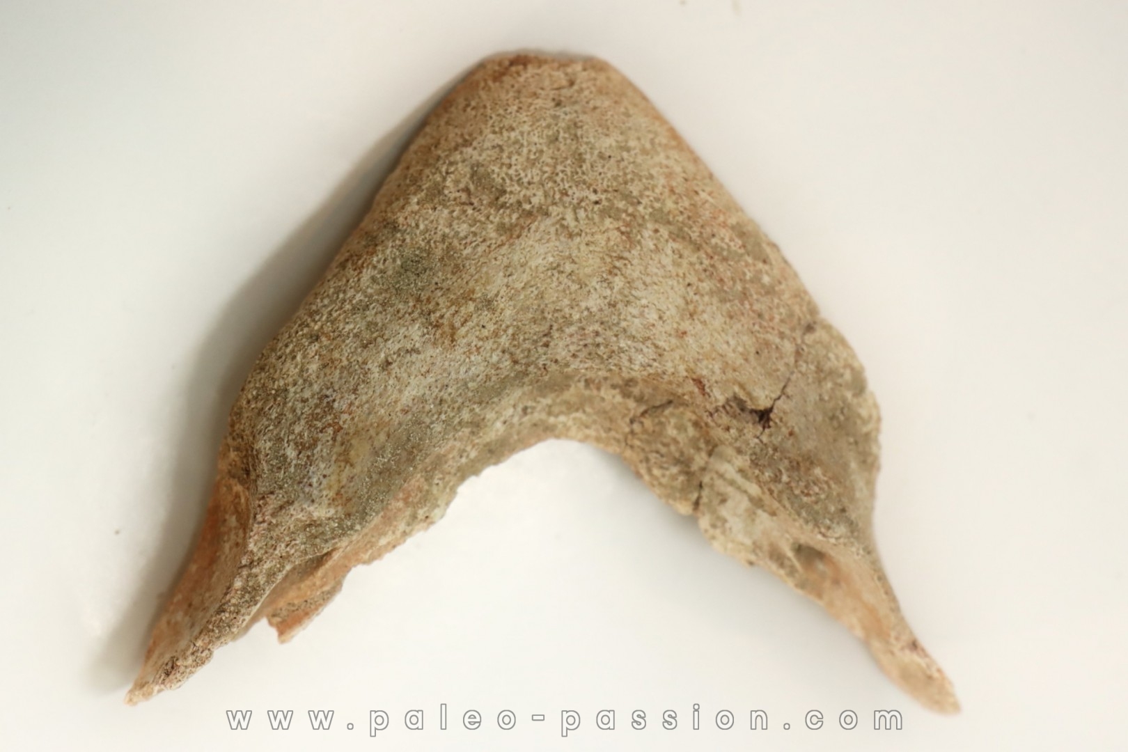 MANDIBULE DE TORTUE MARINE: Eclaste sp. - Paléocène - Oued Zem - Maroc