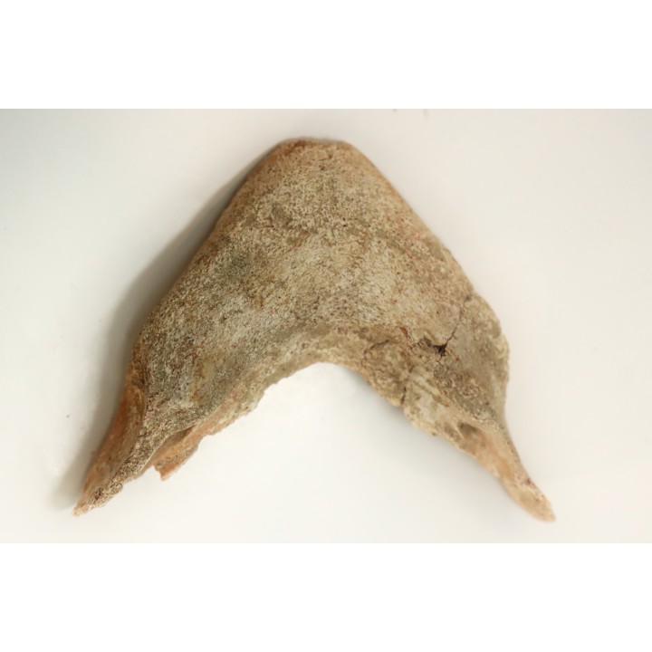 MANDIBULE of  SEA TURTTLE: Eclaste sp. - Paleocene -Maroc  Oued Zem - Morocco