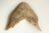 MANDIBULE DE TORTUE MARINE: Eclaste sp. - Paléocène - Oued Zem - Maroc