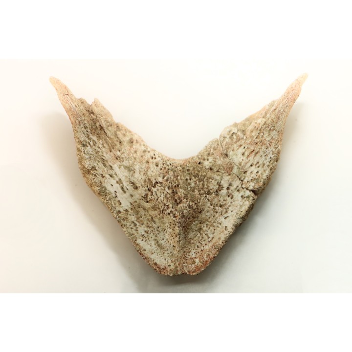 MANDIBULE of  SEA TURTTLE: Eclaste sp. - Paleocene -Maroc  Oued Zem - Morocco