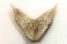 MANDIBULE DE TORTUE MARINE: Eclaste sp. - Paléocène - Oued Zem - Maroc