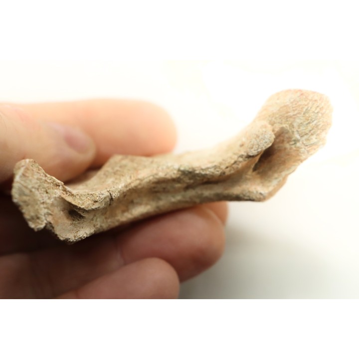 MANDIBULE of  SEA TURTTLE: Eclaste sp. - Paleocene -Maroc  Oued Zem - Morocco