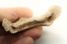 MANDIBULE DE TORTUE MARINE: Eclaste sp. - Paléocène - Oued Zem - Maroc