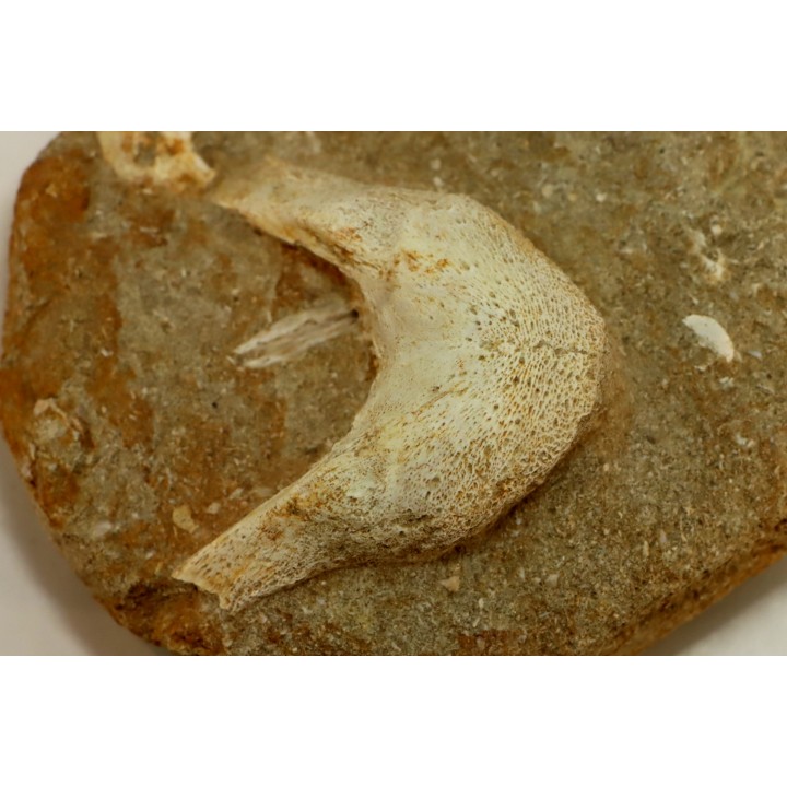 MANDIBULE of  SEA TURTTLE: Eclaste sp. - Maastrichian - Oued Zem - Morocco