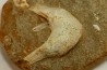 MANDIBULE of  SEA TURTTLE: Eclaste sp. - Maastrichian - Oued Zem - Morocco