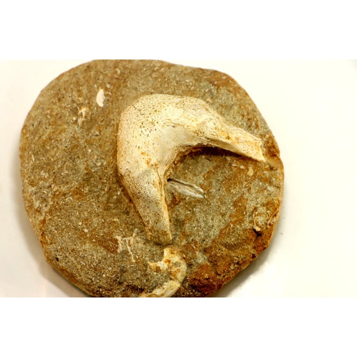 MANDIBULE DE TORTUE MARINE: Eclaste sp. - Maestrichtien - Oued Zem - Maroc