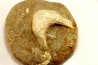 MANDIBULE DE TORTUE MARINE: Eclaste sp. - Maestrichtien - Oued Zem - Maroc